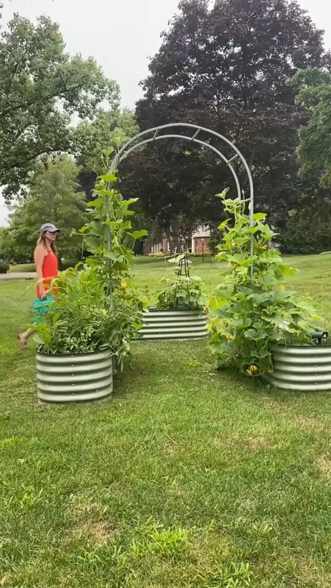 Working these plant babies up the trellis! #gardeningtips #gardentrellis #vegetablegarden #garden #homegarden #gardening #raisedgardenbeds



#LTKspringtrends #LTKHome #LTKspring