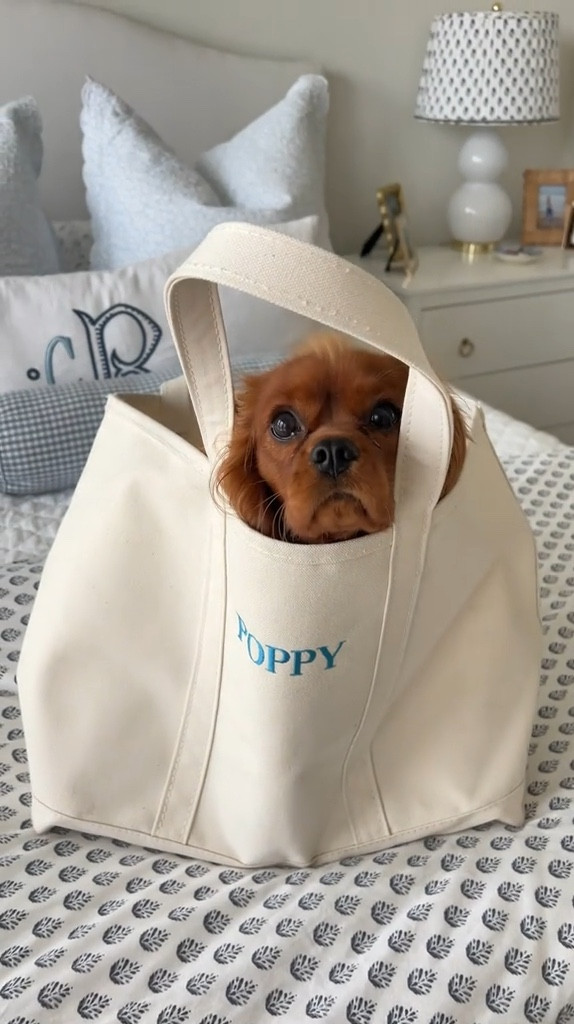 #LTKPets #LTKTravel #LTKWatchNow