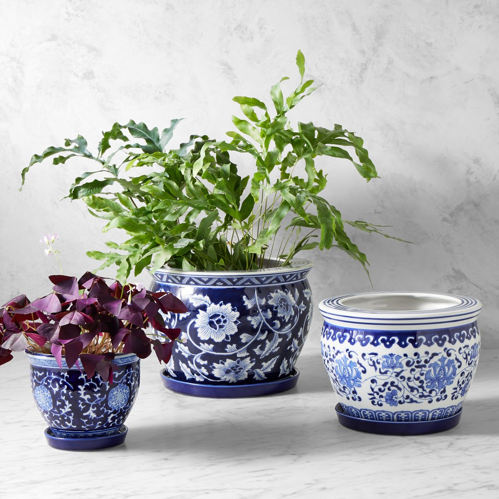 Blue and White Planter House Plant Set | Williams-Sonoma