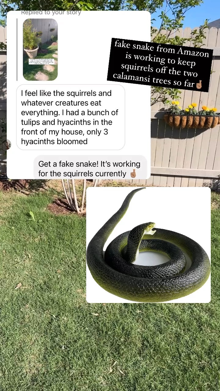 fake snake as critter deterrent for garden/backyard 

#LTKSeasonal #LTKVideo #LTKhome