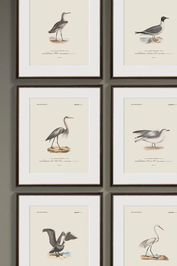 Vintage Sea Bird Prints | Choose from 6 Shore Bird Prints | Lake House Art | Sea Bird Art | Beach... | Etsy (US)