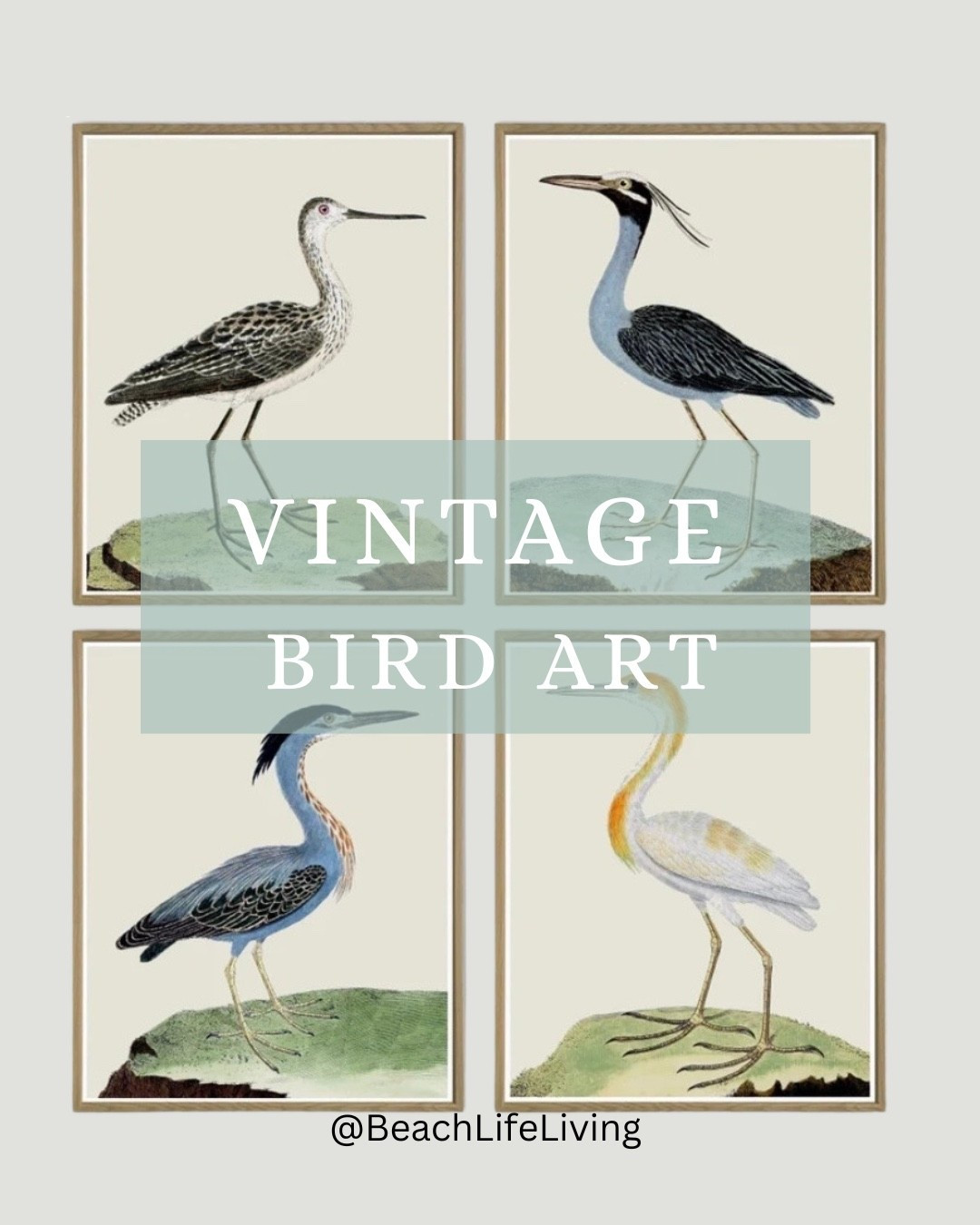 Add a touch of vintage coastal to your home by adding vintage bird wall art 

#LTKHome #LTKMothersDay #LTKdayinmylife