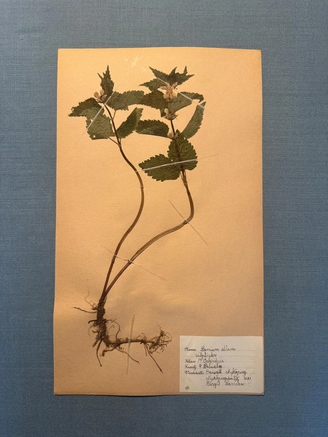 1 of 7 Antique Rare 1930's Herbarium Pages - Nettles & Weeds. Pressed Botanical Artwork. Vintage ... | Etsy (US)