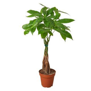 Money Tree Guiana Chestnut (Pachira Braid) Plant in 4 in. Grower Pot | The Home Depot