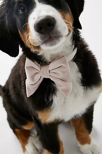 The Foggy Dog Velvet Lady Bow Collar | Free People (Global - UK&FR Excluded)