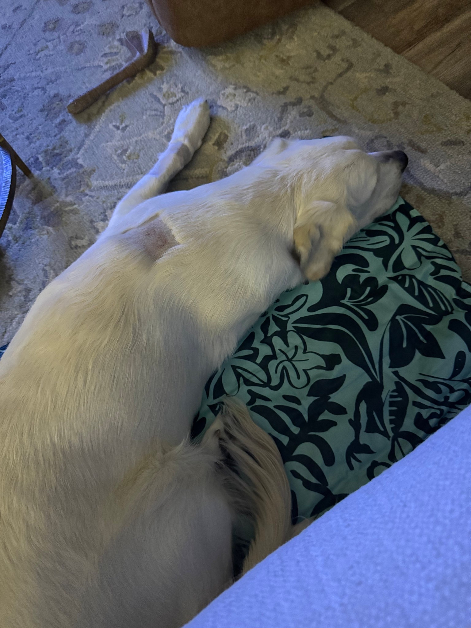 Got this Coleman dog cooling mat for our pup who has been in and out of the ER with a fever! He loves it! It’s non-toxic and stays 5-10 degrees colder than the room 

#LTKHome #LTKPets #LTKTravel