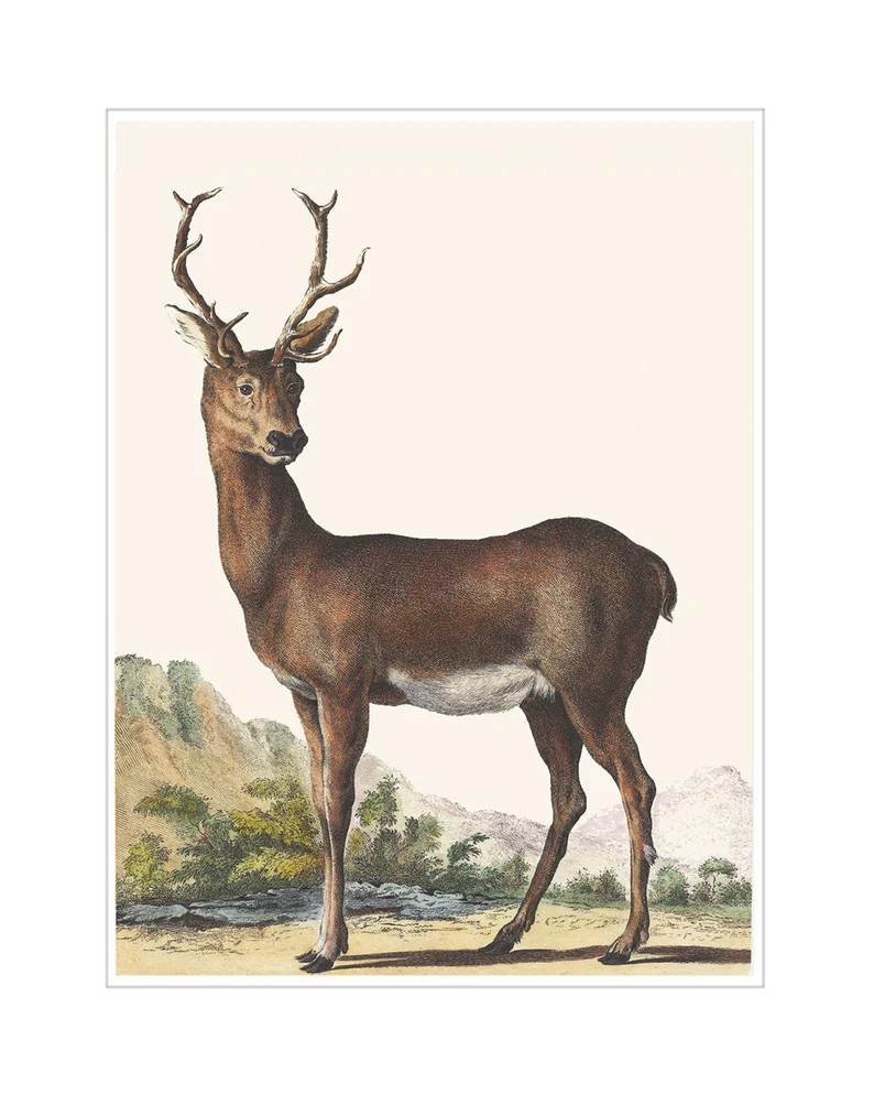 Red Deer Print A Print Taken Directly From Our Original Hand Coloured Antique Engraving. Ideal Ch... | Etsy (US)