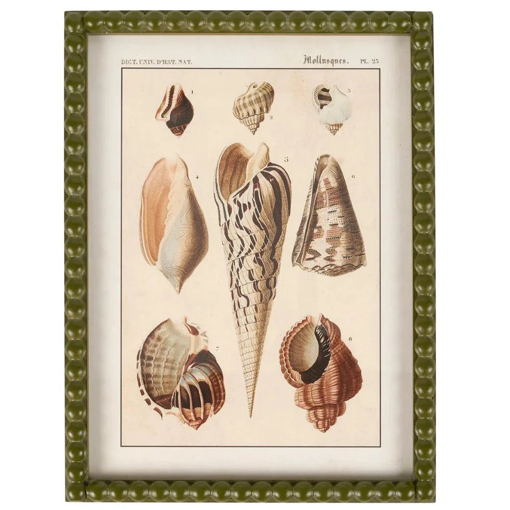 Conch Study Framed Wall Art | Wayfair North America
