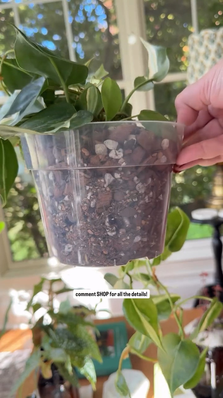 Here’s the easy button for plant care - chunky soil mix and a clear pot! I’m looking forward to watching this cream splash philodendron thrive in its new home. Follow along for updates!

#houseplants #houseplantlove #houseplantcommunity #houseplantclub #houseplantsmakemehappy #houseplantaddict #houseplantlover #planter #plantfilledhome #plantlover #plantlife #plantmom #plantparenthood #plantsmakepeoplehappy #plantstyling