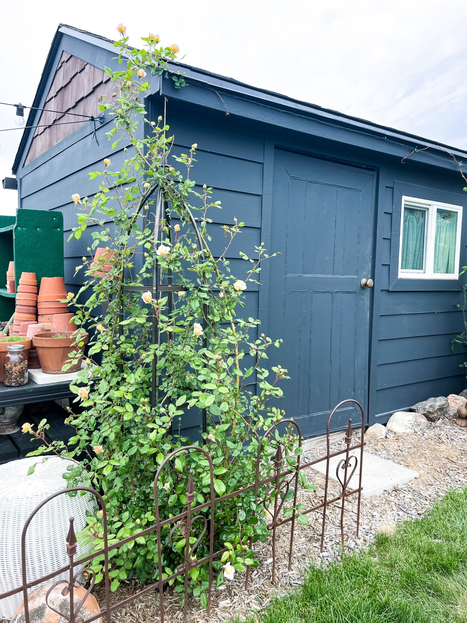 Rose bushes add so much beauty to a yard! Sharing items you’ll need to keep yours the healthiest they can be! 

#LTKHome #LTKSeasonal