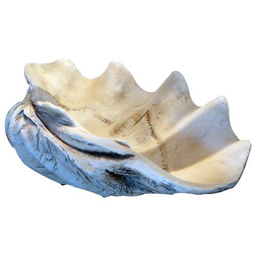 GIANT 22" CLAM SHELL tridacna gigas WHITE CLAMSHELL | Amazon (US)