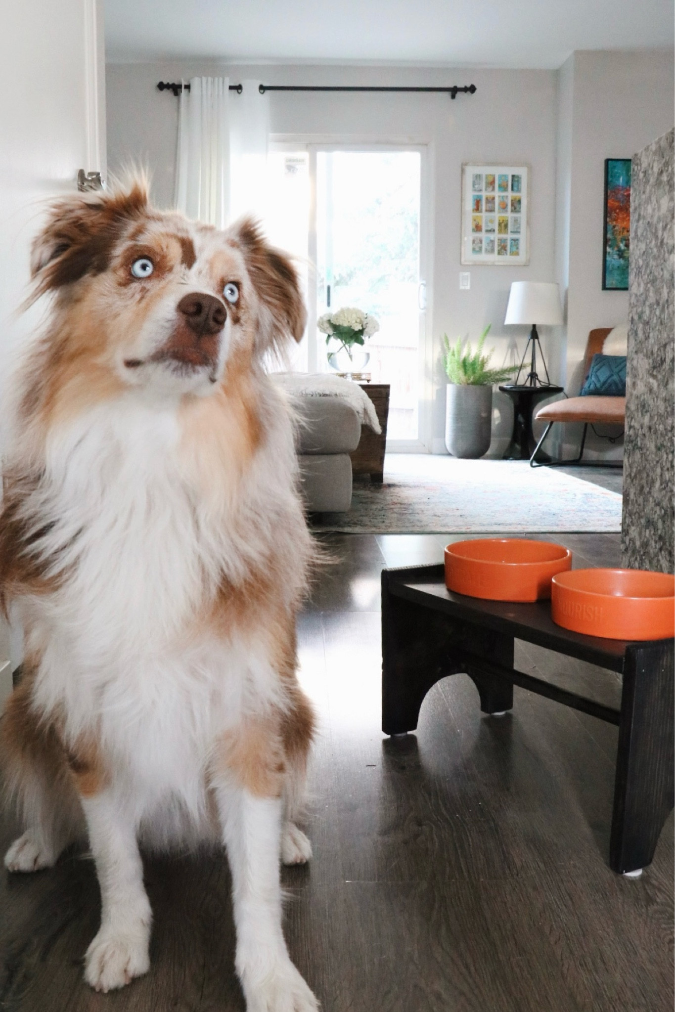 Custom elevated dog bowl station project materials

#LTKHome