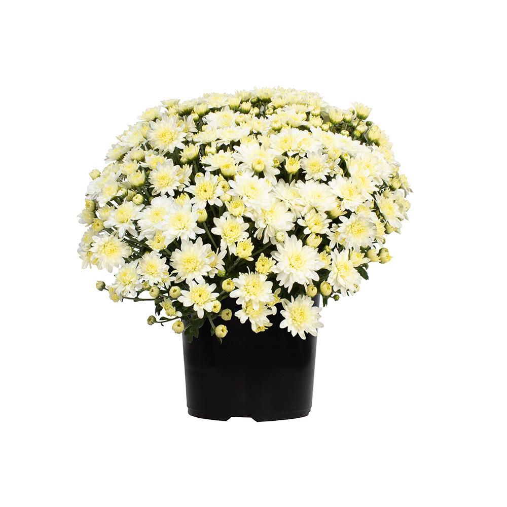 Altman Plants WEB 1G MUM WHITE (SINGLE) | The Home Depot