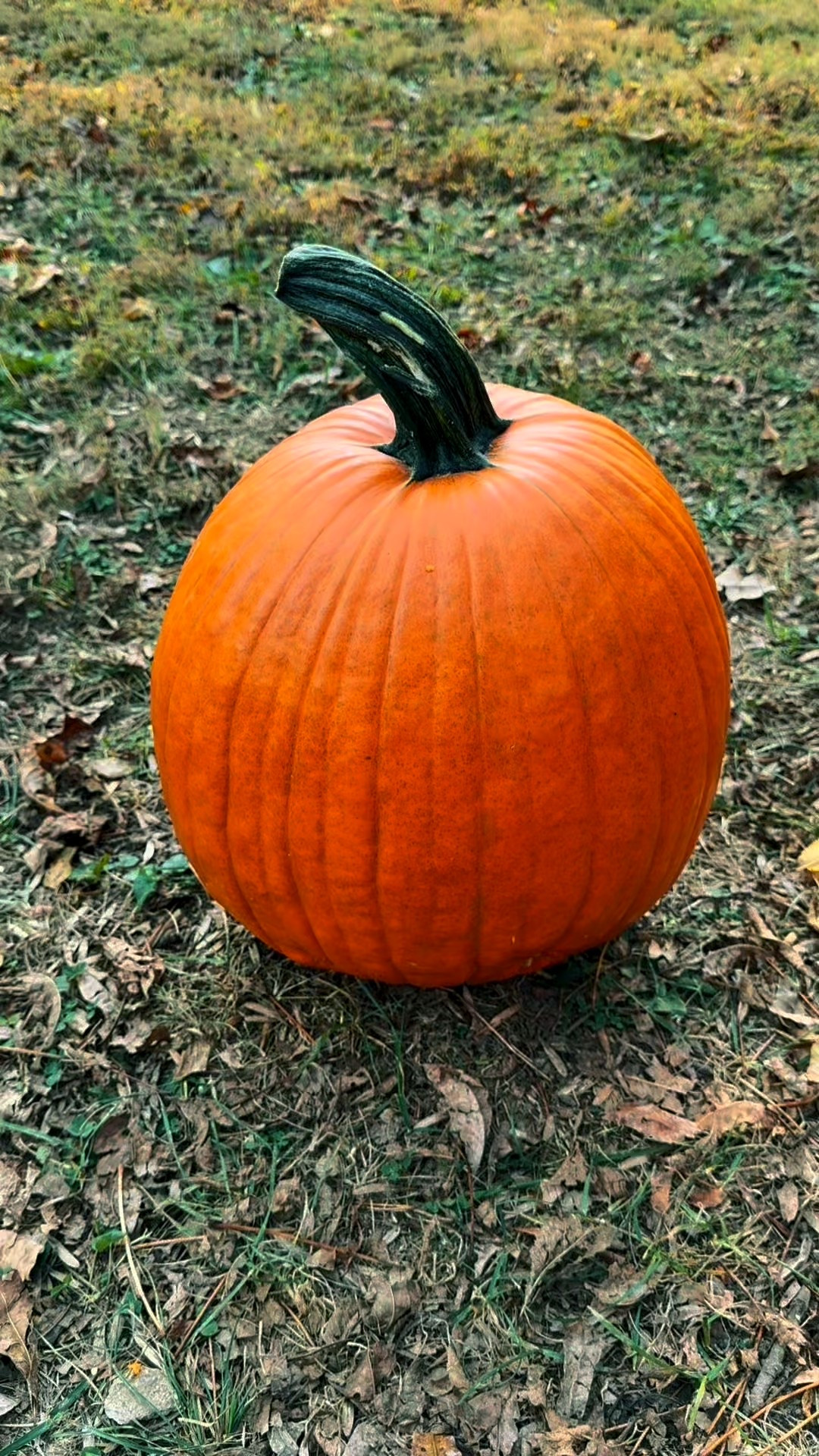 Pumpkin carving night 🎃 Using our favorite pumpkin carving kit to make the cutest jack-o’-lanterns for fall! The perfect family activity for Halloween—fun, easy, and toddler-friendly. Paired with cozy sweaters, fall candles, and all the pumpkin spice vibes. Whether you’re decorating your porch or creating Halloween memories with the kids, this fall DIY idea is a must-try!

pumpkin carving, fall decor, halloween diy, family activity, jack o lantern, fall home decor, autumn crafts, pumpkin carving ideas, halloween fun, fall family traditions, cozy fall night, pumpkin carving kit, halloween home decor, fall inspiration, carving pumpkins, pumpkin night

#LTKSeasonal #LTKFamily #LTKHalloween