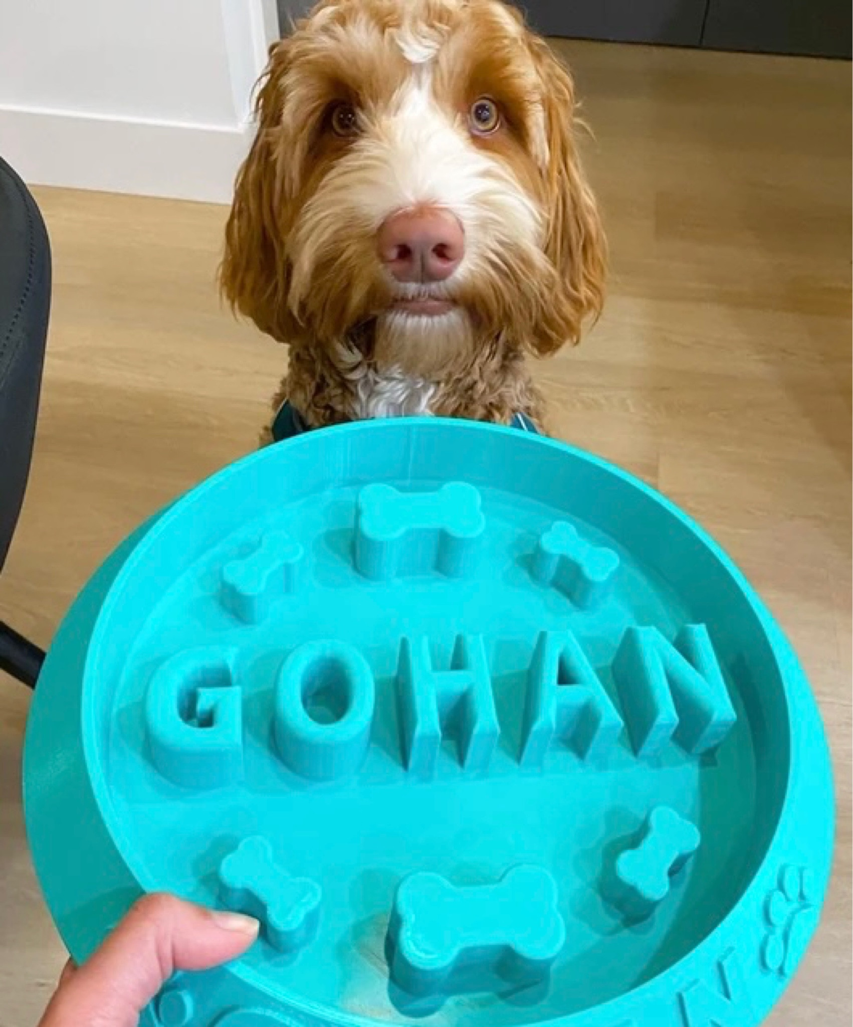 Help your dog slow down and enjoy their food with this custom/personalized slow feeder dog bowl. 

#LTKFind #LTKSale #LTKbeauty