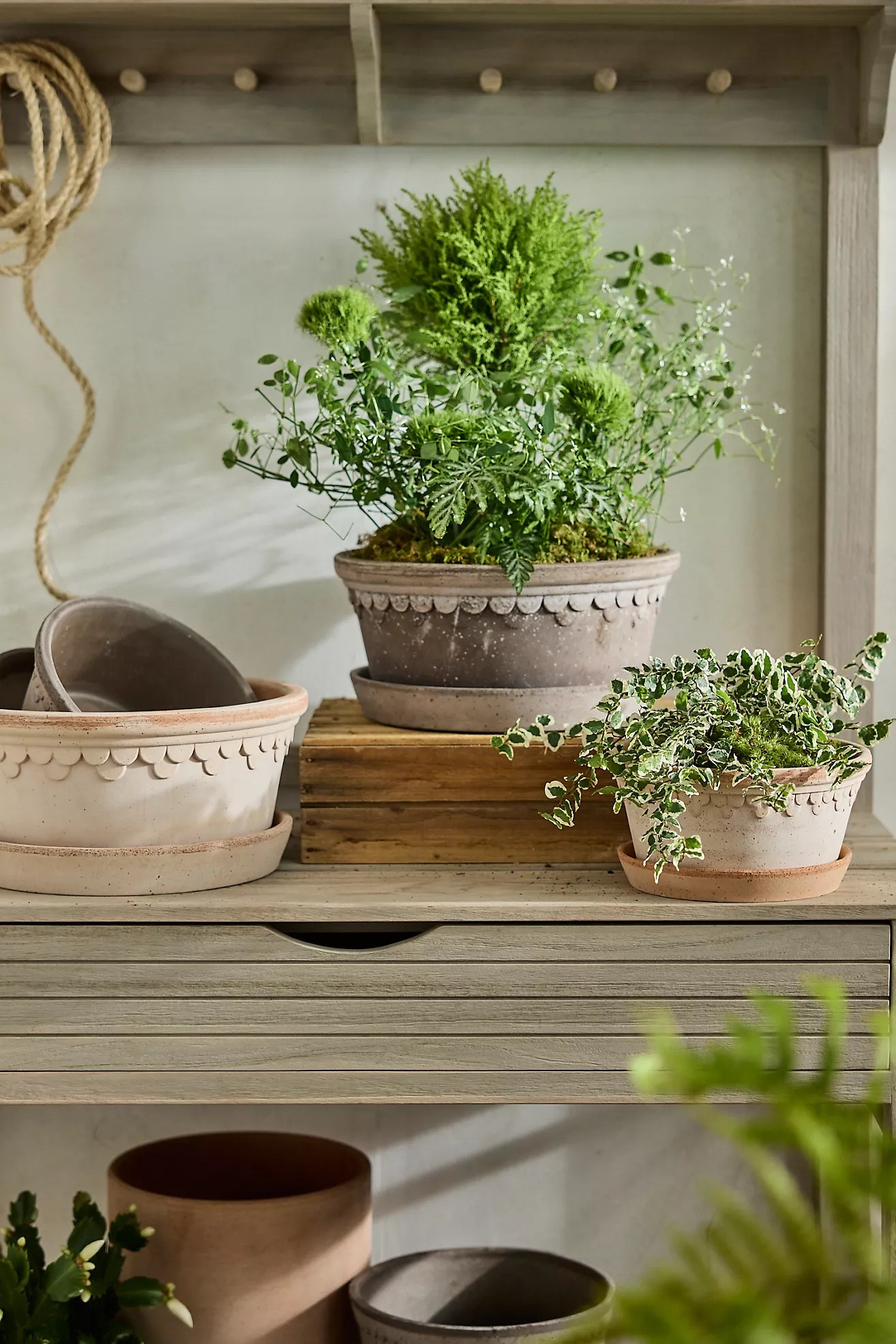 Ready for spring styling 🌿 These Anthropologie planters instantly elevate any shelf, window, or tabletop with that soft, collected, garden-inspired look. I love the neutral terracotta tone paired with fresh greenery — perfect for indoor plants, herbs or collected on a front porch. Such an easy way to bring warmth and texture into your home as we transition into spring.


Anthropologie planter, terracotta planter, decorative planter, indoor plant decor, spring home decor, cottagecore decor, European farmhouse style, neutral home decor, shelf styling ideas, window sill decor, plant styling, earthy home decor, botanical decor, cozy home accents, garden inspired decor

#LTKHome #LTKSeasonal
