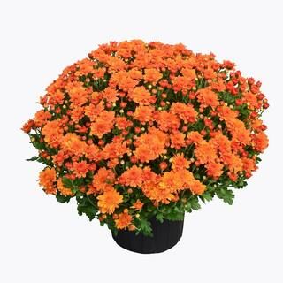 3 Qt. Chrysanthemum (Mum) Plant with Orange Flowers | The Home Depot