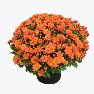 ENCORE AZALEA 3 Qt. Chrysanthemum (Mum) Plant with Orange Flowers 6103 - The Home Depot | The Home Depot