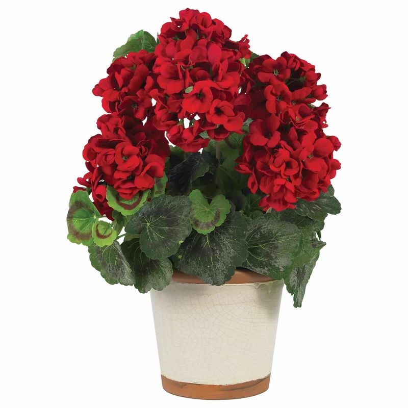 Geranium Arrangement in Vase | Wayfair North America