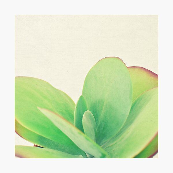 Paddle Plant Photographic Print by Cassia Beck | Redbubble (US)