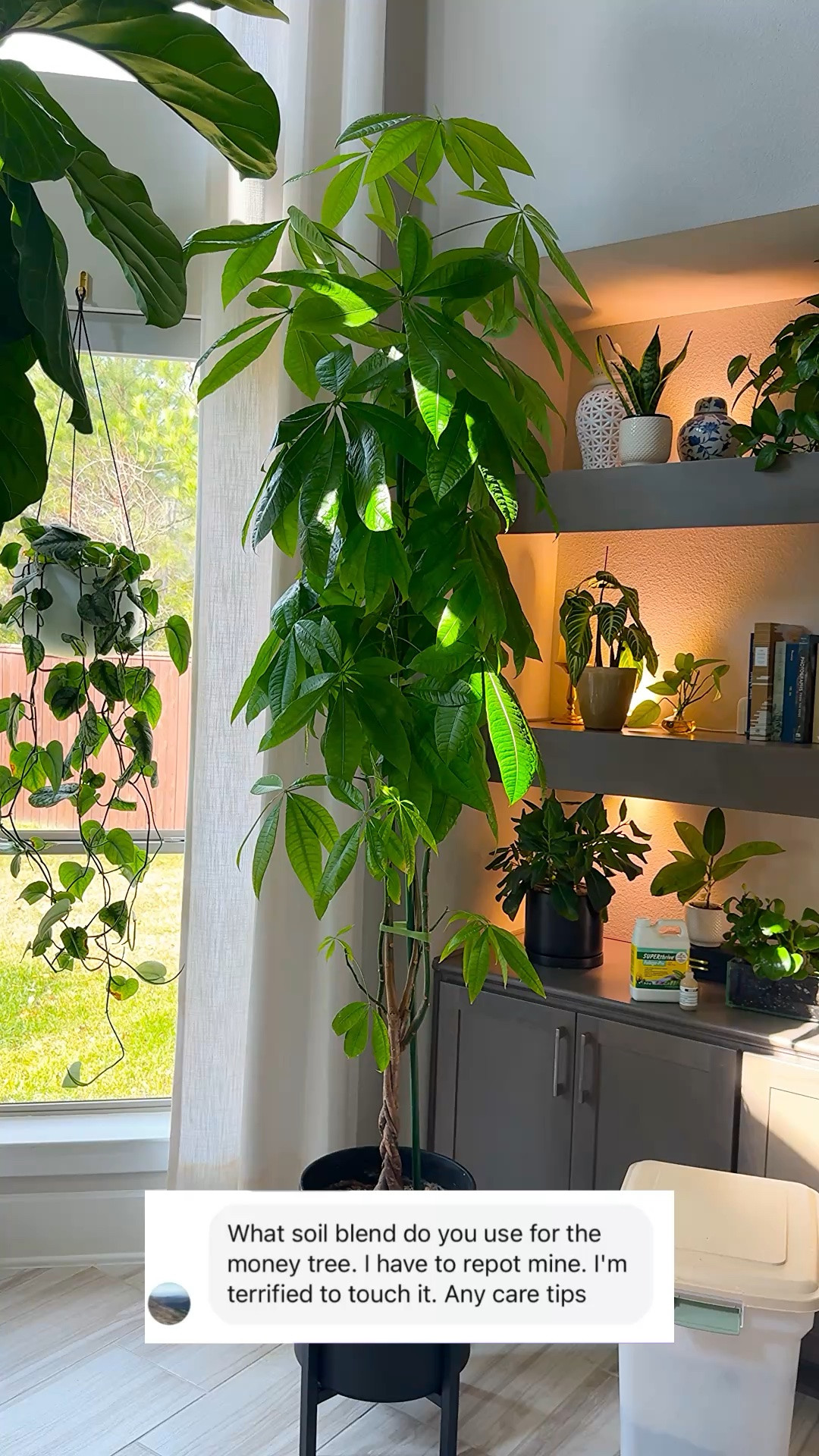 🌿 Soil recipe: equal parts Fox Farm organic soil, perlite, and orchid bark for excellent drainage
💧 Water deeply on a consistent schedule
☀️ Bright, indirect light is key

✨ Bonus tip: If your money tree has black tape at the base of the trunk, carefully remove it — it can restrict growth as the plant matures.

💬 Comment “CARE” for links + full details

#moneytree #pachiraaquatica #houseplantcare #plantcaretips #indoorplants

money tree care | pachira aquatica care | money tree soil mix | indoor plant care routine | easy houseplant care

#LTKmomlife #LTKHome #LTKOver40