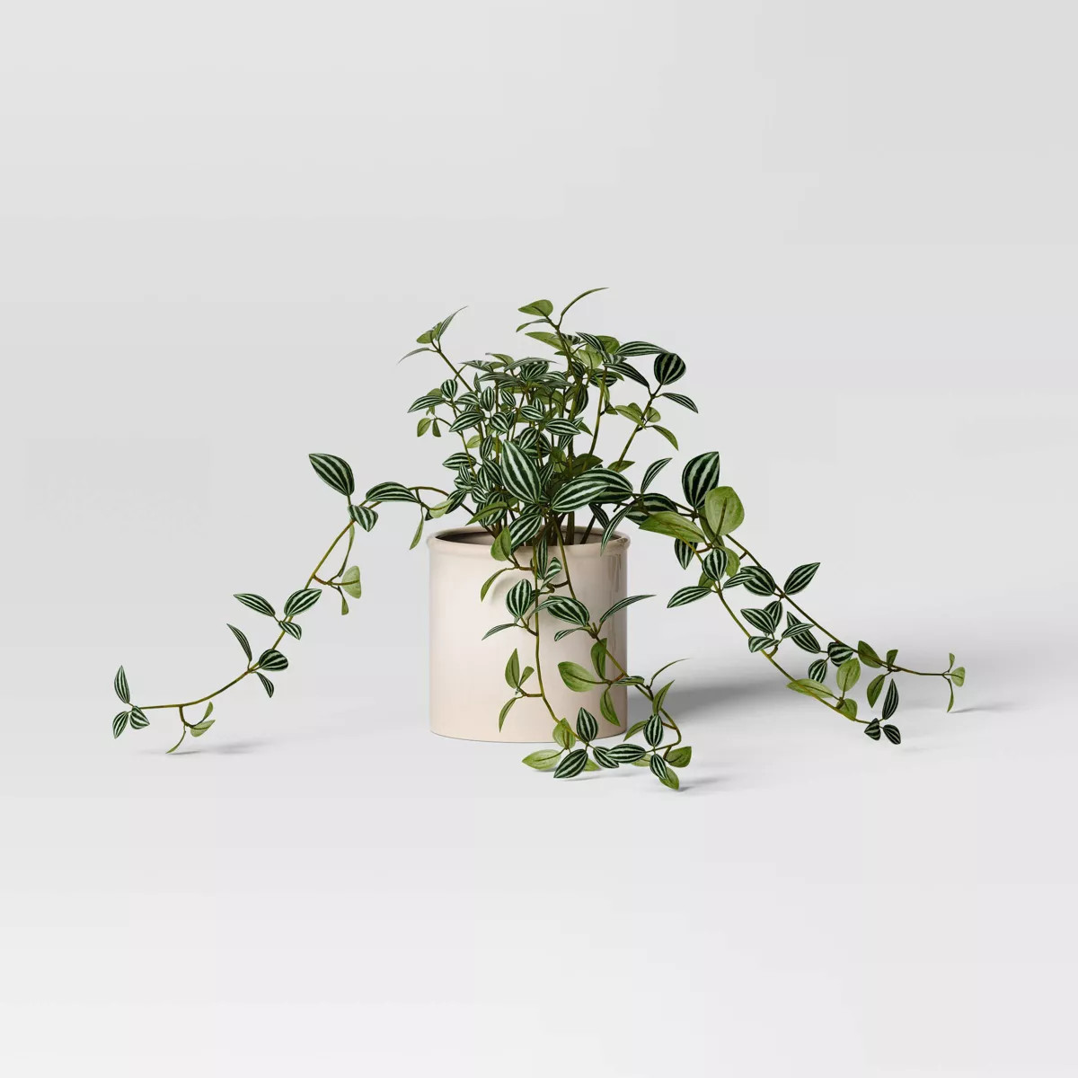 Trailing Peperomia Potted Plant - Threshold™ | Target