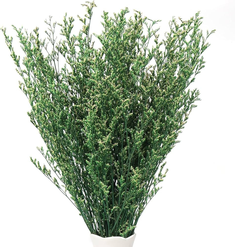 Dried Preserved Caspia Limonium Statice Flower Bouquets 17 Inch 4.5OZ DIY Arrangements for Vase, ... | Amazon (US)