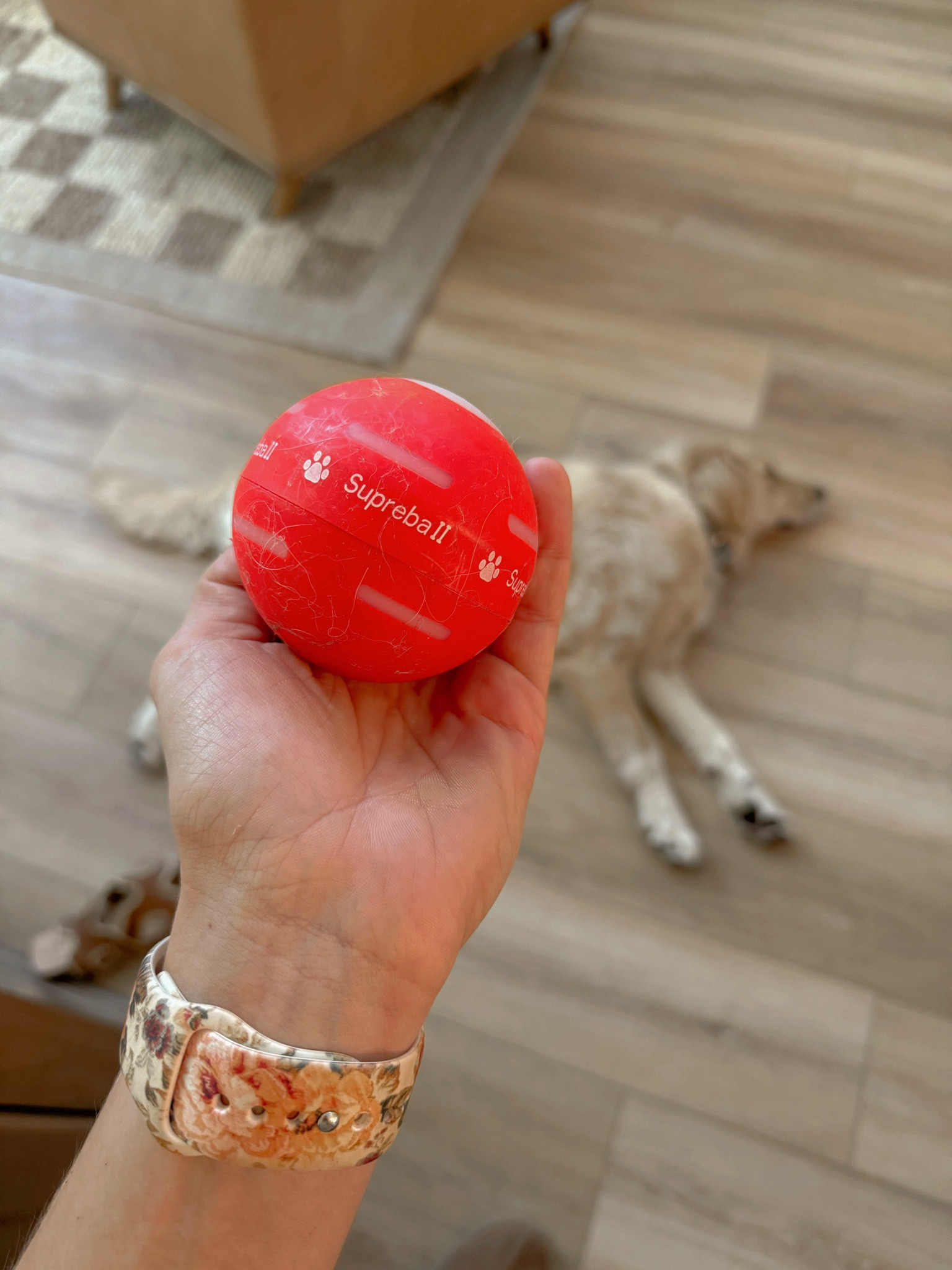 To say my dogs loved this ball is an understatement 😂🙈 so fun!!! Couple different settings! 

Dog mom / golden retrievers / pet finds / Holley Gabrielle 

#LTKfamily #LTKfindsunder50