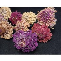 15 Zinnias, Mixed Colors, 2"" To 2 3/4"" Flower Heads, 1 3"" Stems, Dried Zinnia, Flowers | Etsy (US)