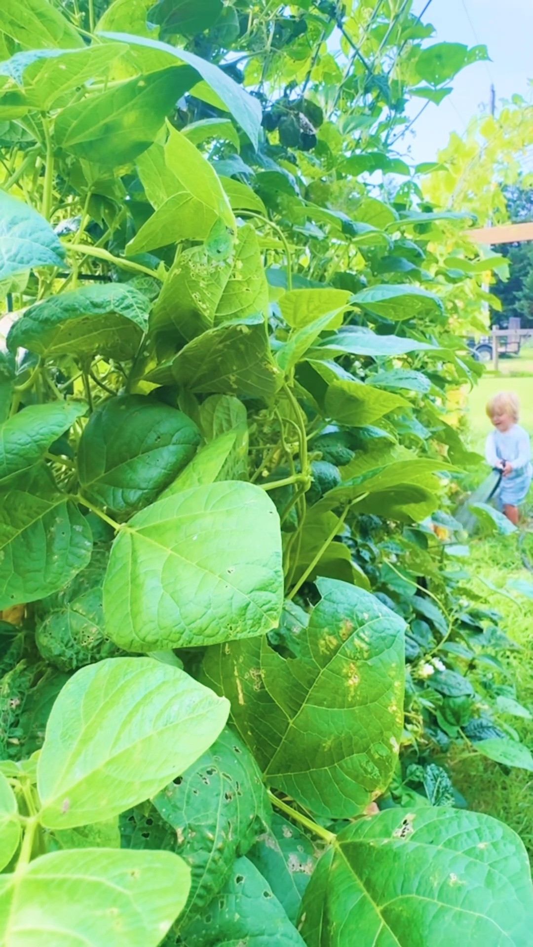 mornings out in the garden 🪴 and doing chicken 🐓 chores 🧺 have my heart ✨ - also… our tomatoes 🍅 are all starting to turn red 😍 anddd we’ve officially grown our very first PUMPKIN 🎃… eek!!! 🤭