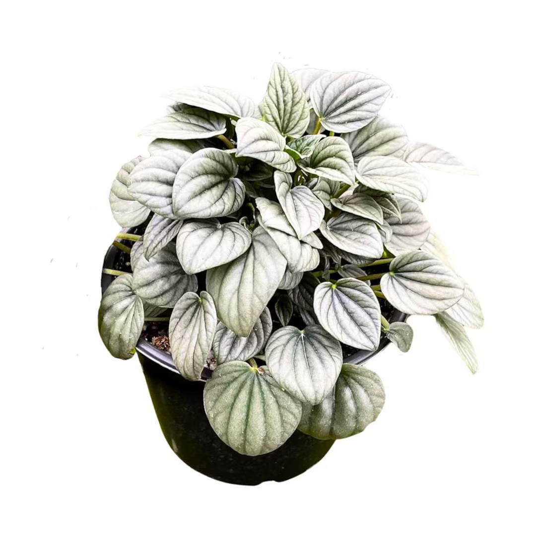 Peperomia Frost Light Green Ripple Pep Caperata | Etsy (US)