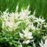 Astilbe Younique White 1 Root - Summer Cream Blooms in Shade, From Easy To Grow | Etsy (US)