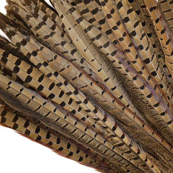 Pheasant Feathers - Long Male Tail Feathers 14-16" - 10 to 100 pieces Natural Color Ringneck Phea... | Etsy (US)