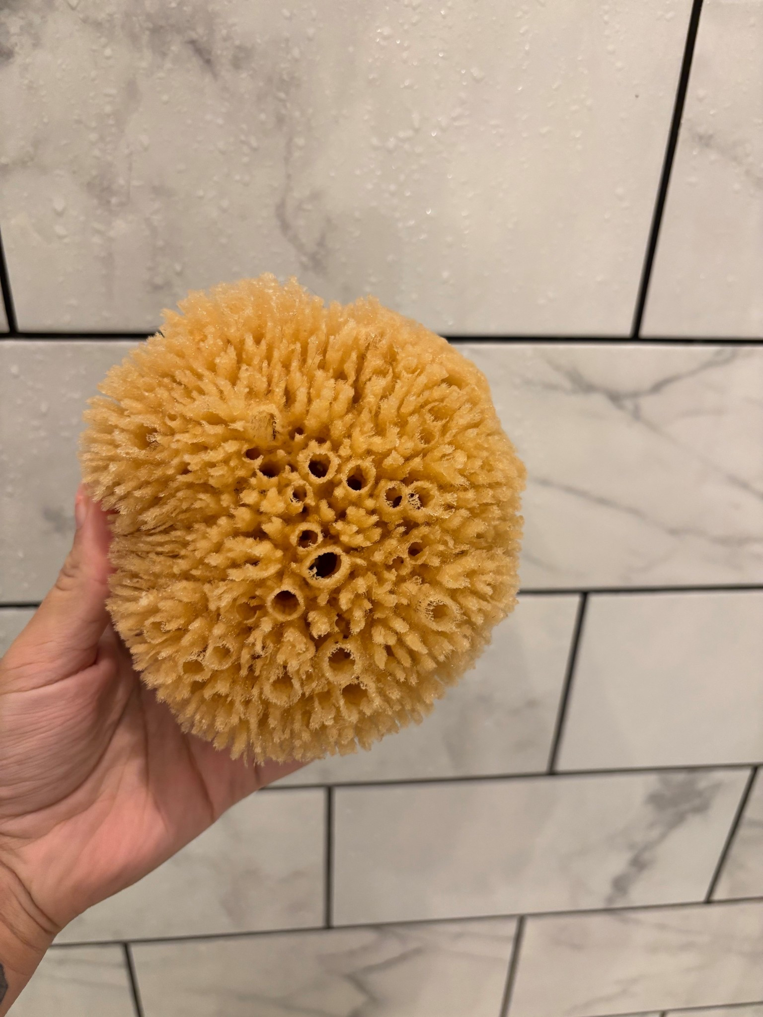 Sea sponge 

#LTKBeauty #LTKHome
