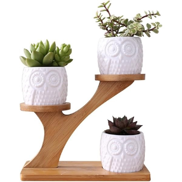 Owl Succulent Pot & Holder | Amazon (US)
