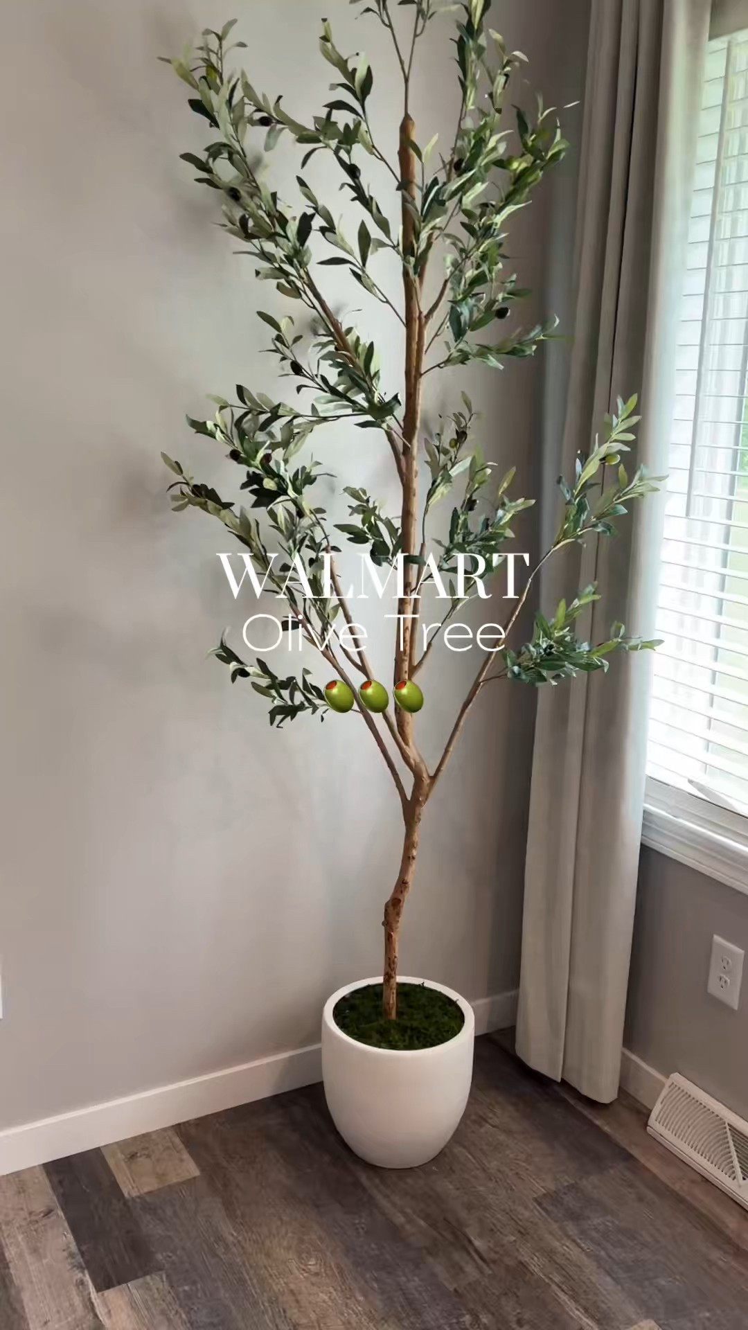 The perfect Olive Tree for under $60! 

• I got the 7ft one for $44.
• The 6ft one is $39.
• The 5ft one is $29.
• The 4ft one is $24.

The exact moss I got is from Hobby Lobby called “Preserved Deco Moss by The Moss Collection” for $9.99.

I scored the pot on clearance from TJ Maxx. 

#homedecor #homediyproject #homediyideas #diy #diyproject #diyolivetree #olivetree #olivetreedecor #affordablehomedecor #lifestyle #homevlog #homedecorideas #homevlog #vlog #puttogetherwithme #homeprogress

#LTKU #LTKStyleTip #LTKHome
