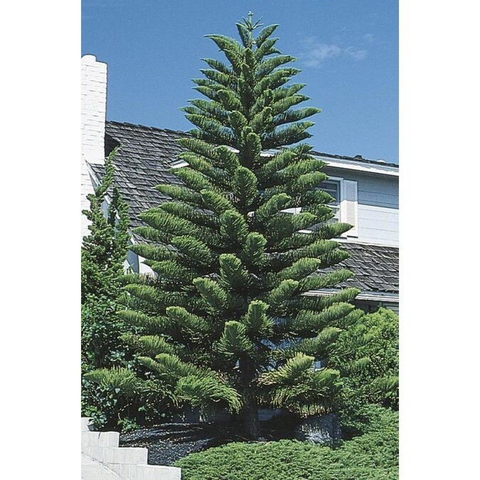 Tropical Plants | Lowe's