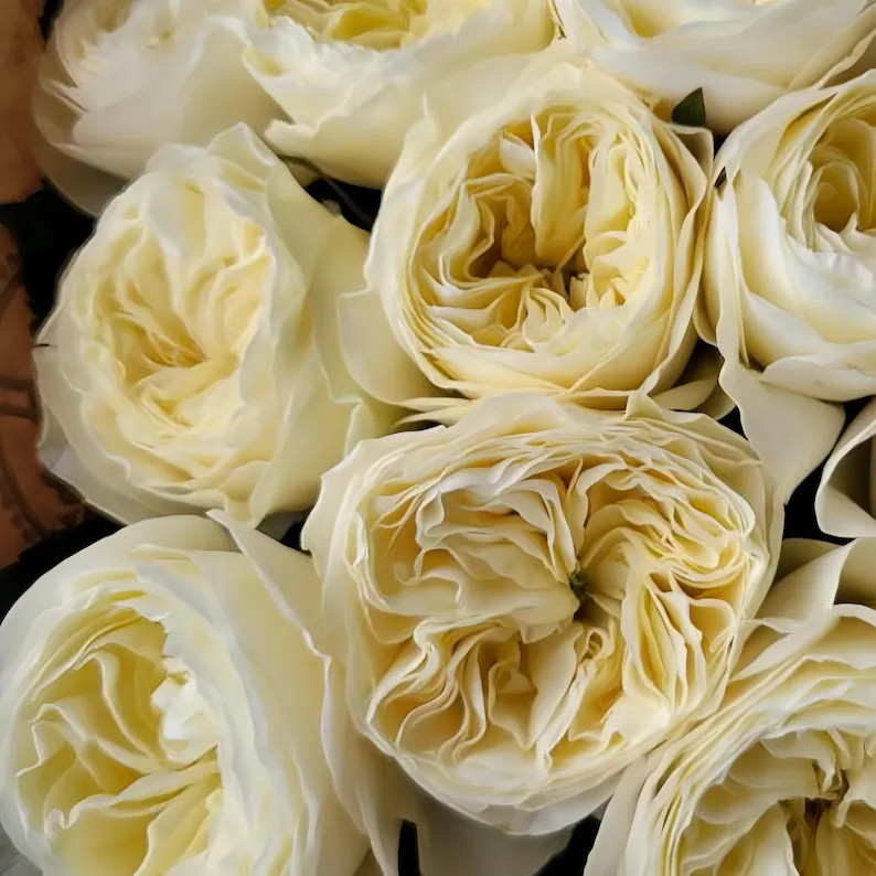 Rose White Vuvuzela 白色珊瑚心 - Etsy | Etsy (US)