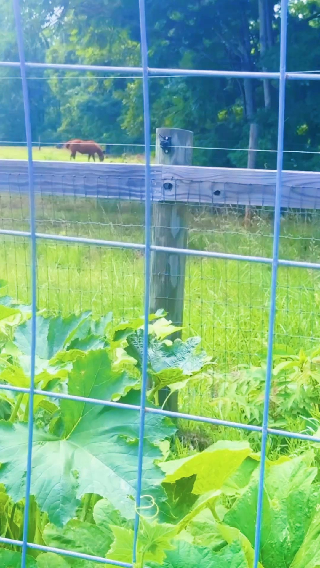 my naptime garden check view 🤭