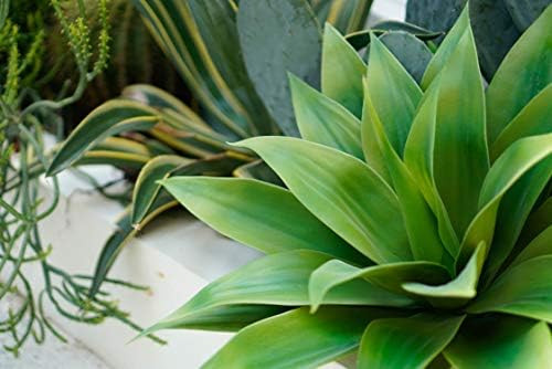 Velener Artificial Agave Succulent Plant, 28 Inches, Big Size, Natural Artificial Tall Plants wit... | Amazon (US)