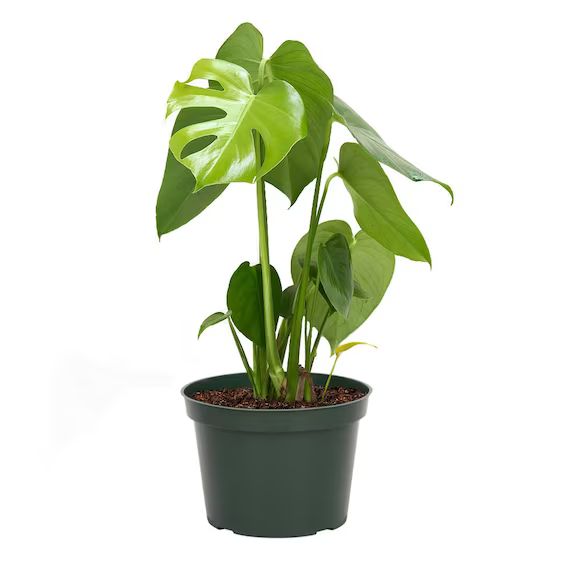 Philodendron Monstera Deliciosa Live Plant, 6" Pot, Fruit Producing Indoor Air Purifier | Etsy (US)