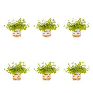 Vigoro 1 Pt. Accent Lysimachia Creeping Jenny Green Perennial Plant (6-Pack) 5122 - The Home Depo... | The Home Depot