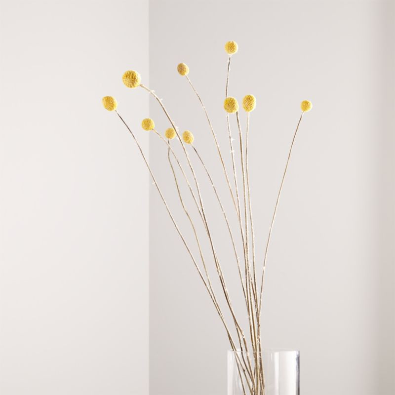 Craspedia Bunch Dried Botanicals + Reviews | Crate & Barrel | Crate & Barrel