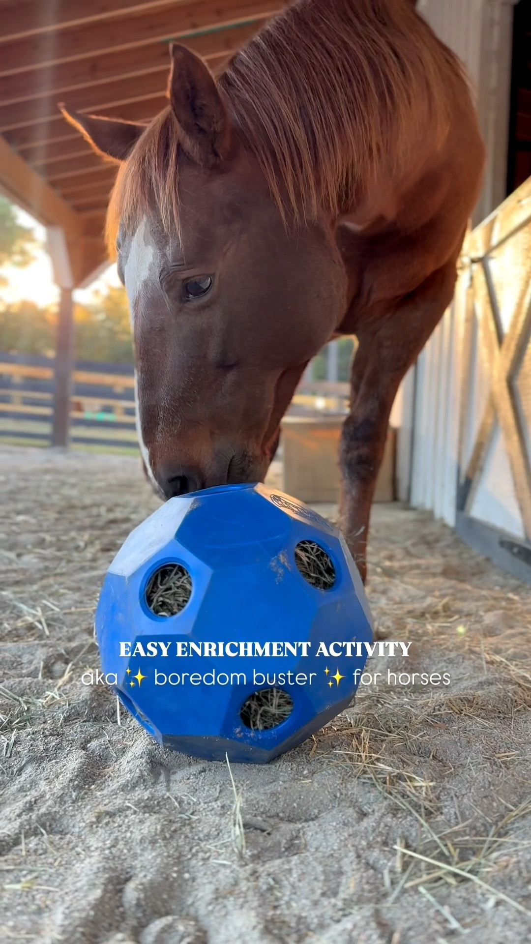 Enrichment Activity for Horses 🌾🐴 

Hay Ball | Horse Treats | Horse Gift Idea