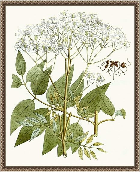 Amanti Art Framed Canvas Wall Art Print (16x20) Lacy Leaves V Float Framed Canvas Art for Wall De... | Amazon (US)