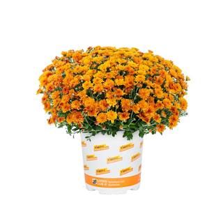 Vigoro 1 Gal. Orange Mum Chrysanthemum Perennial Plant (1-Pack) 4311 - The Home Depot | The Home Depot