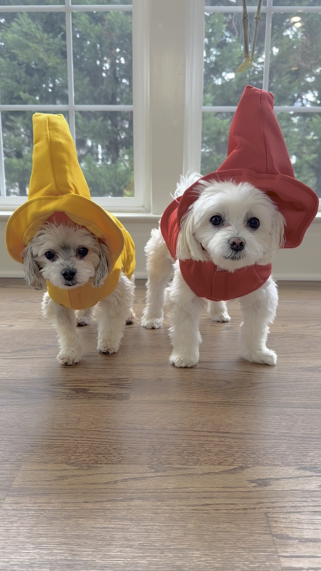 Mustard or Ketchup?



#LTKSeasonal #LTKHoliday #LTKHalloween