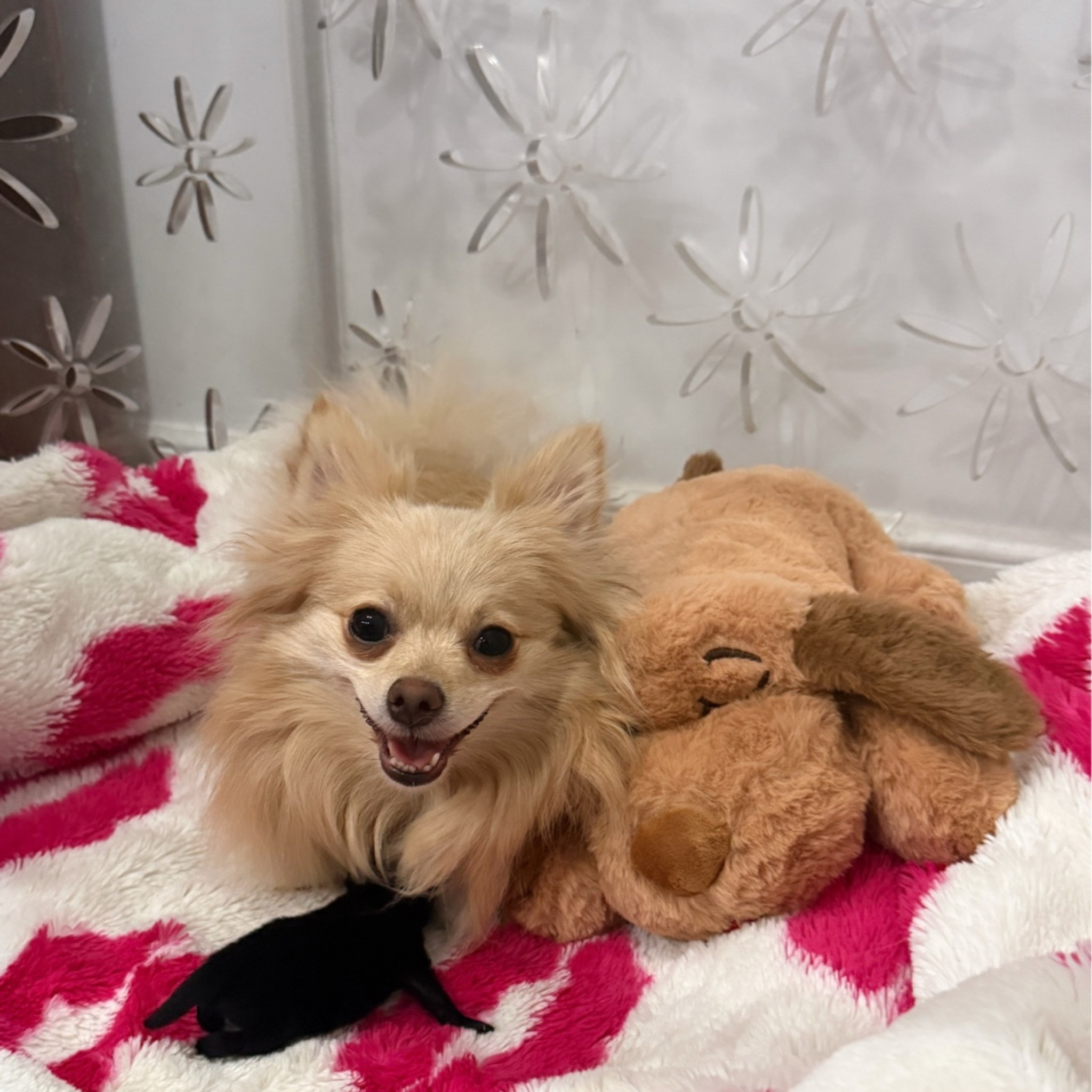 Little moments like this!!! Tiny nursery moments that just melt my heart. 🩷🐾

Raclette has been loving his Snuggle Puppy, and watching these little moments together has been so sweet. Between the coziest blankets and our favorite clear kennels, this little nursery is becoming one of my favorite places to be. ✨

I’ve linked the Snuggle Puppy along with a few of our other puppy favorites that have been on repeat lately. If you’re welcoming a new puppy (or just love spoiling your best friend), these are definitely worth checking out.

Happy shopping! 🤍🐶

Gifted by @originalsnugglepuppy 💕 Thank you for helping make our tiniest little guy feel extra cozy.

#LTKPets #LTKHome #DogMom #Pomeranian #PomLife #PuppyEssentials #NewPuppy #DogLovers #PetFavorites #SnugglePuppy #PetMustHaves #PuppyLife #DogAccessories #CozyPets #HoustonDogs #JenniferNConnelly #TheHouZoo

#LTKdayinmylife #LTKHome #LTKmorningroutine
