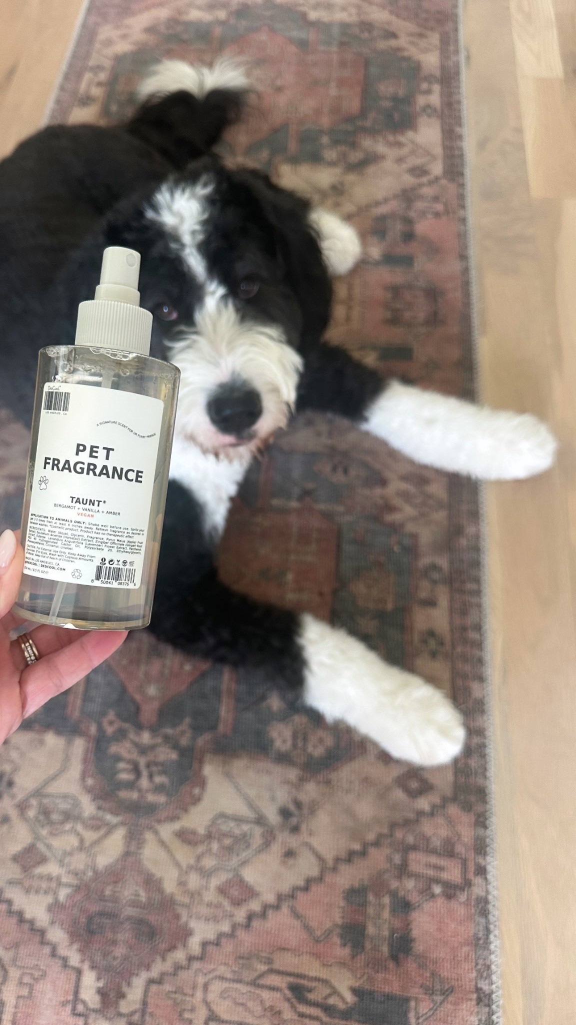 You need this! Trust me! Your dog will smell so luxe ♥️

#LTKPets