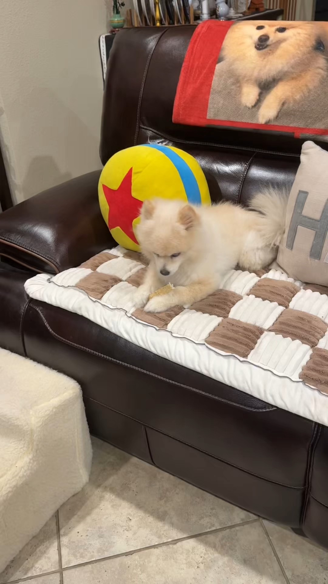 Razz takes his chews very seriously 🐾
This is one of the dog chews we keep on hand for him — linking it here in case you have a pup who loves a good snack too 🤍

#LTKdayinmylife #LTKmomlife #LTKHome